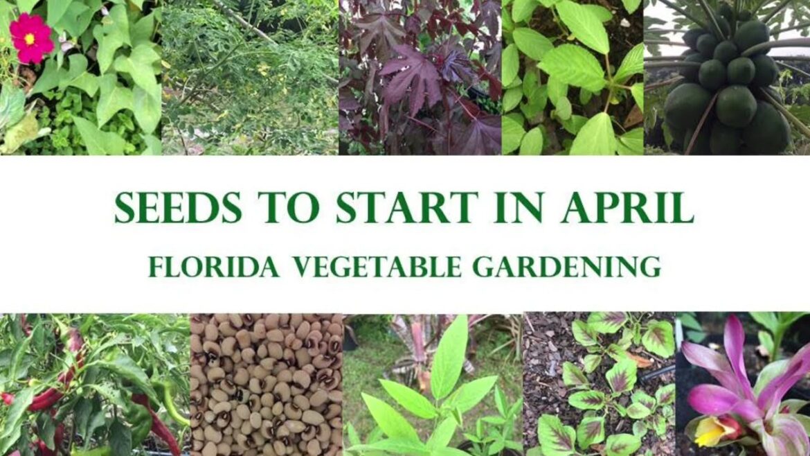 What To Plant In Your Florida Vegetable Garden in April
