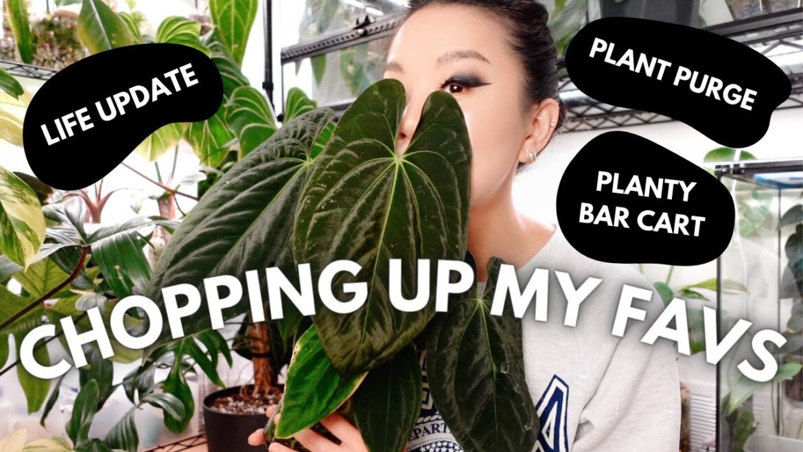 Chopping up big plants to sell & putting together my plant supply cart! - Plant Room Refresh PT 2 ✌🏻