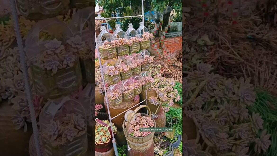 Succulent ideas from recycling | 多肉植物 | 다육이들 | Suculentas