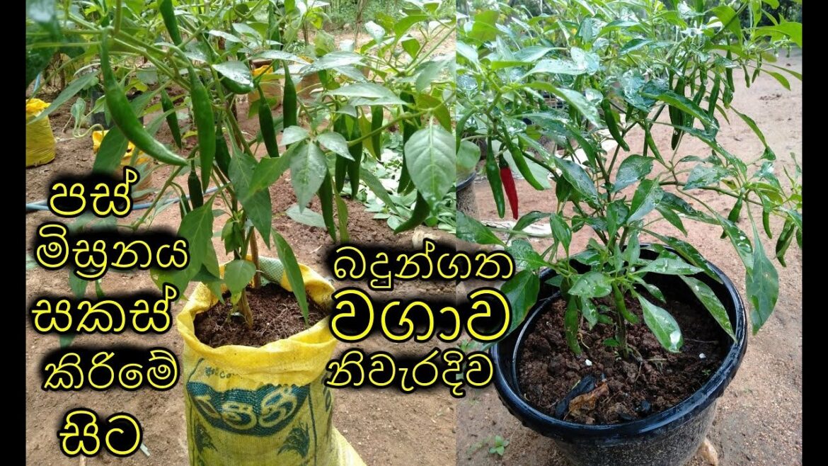 බදුන්ගත එලවලු ගෙවතුවගාව කාබනිකව Containers Organic vegetable gardening வீட்டுத்தோட்டம் ஆர்கானிக் බදුන්ගත එලවලු ගෙවතුවගාව කාබනිකව Containers Organic vegetable gardening வீட்டுத்தோட்டம் ஆர்கானிக்