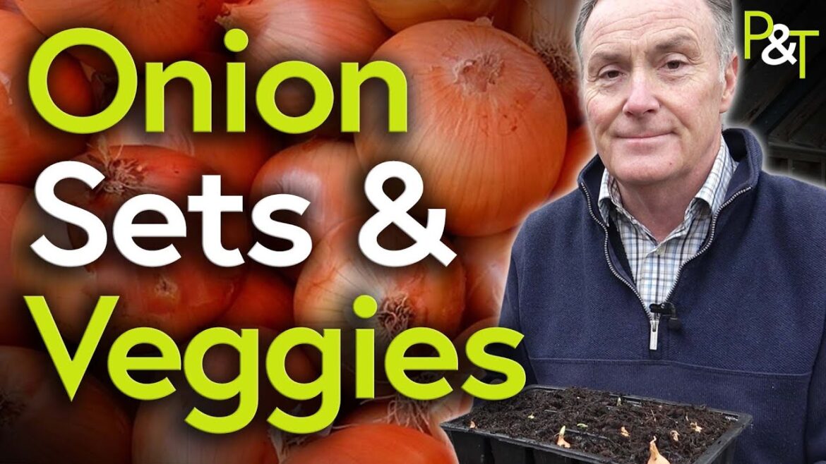 How to Plant Onion Sets - Pots & Trowels