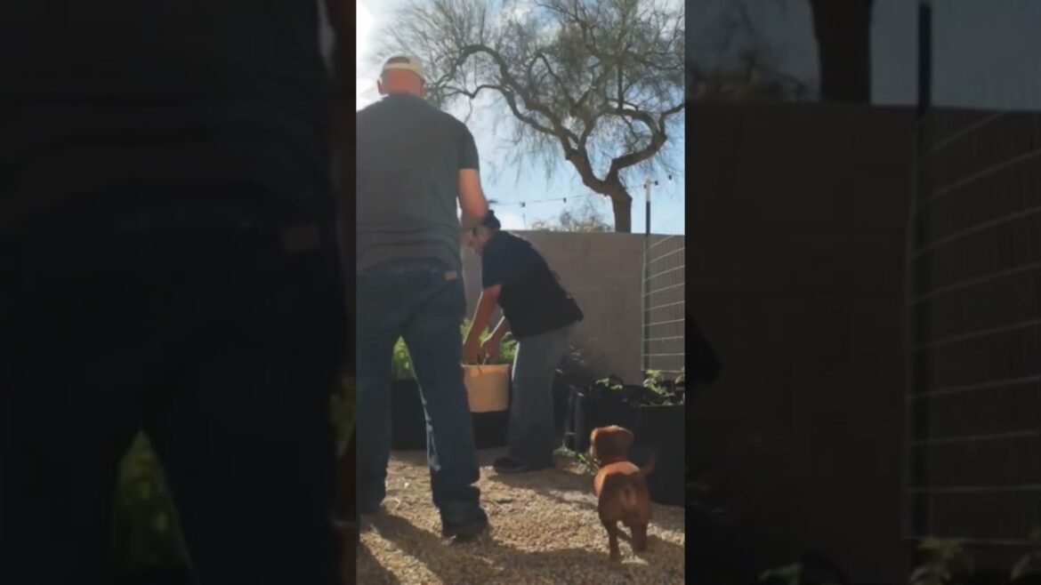 New video: Weekend garden update. Container gardening and more #garden #lifestyle #yearofyou