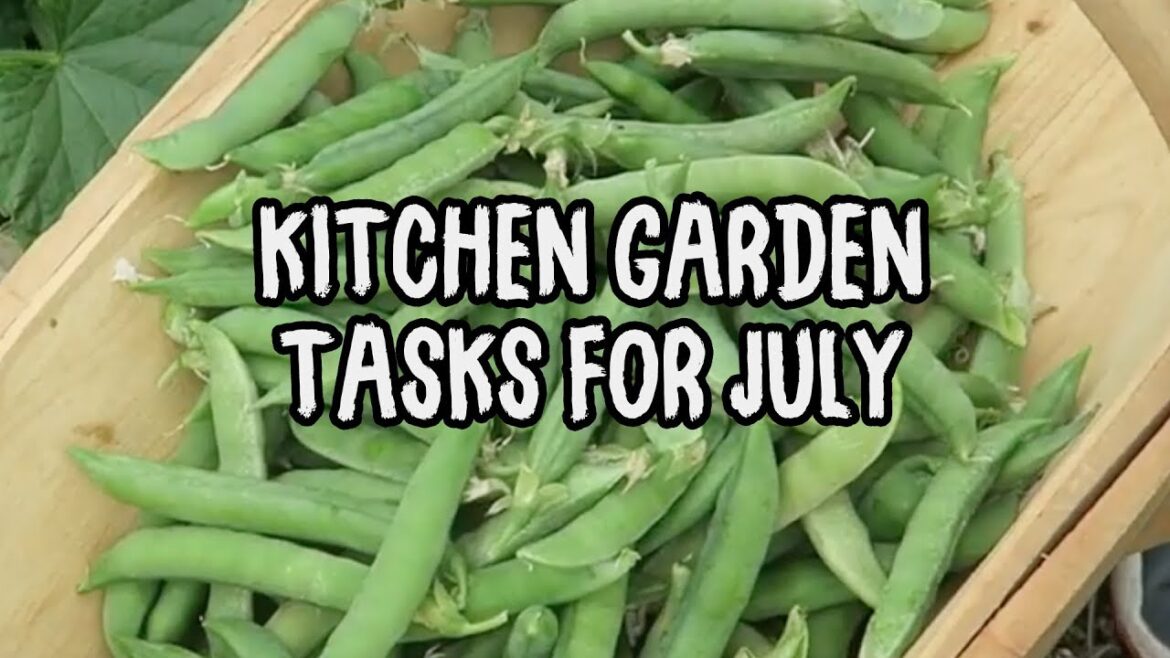 Sean’s Allotment Garden 725: Vegetable Gardening Tasks for July in the Kitchen Garden Sean's Allotment Garden 725: Vegetable Gardening Tasks for July in the Kitchen Garden