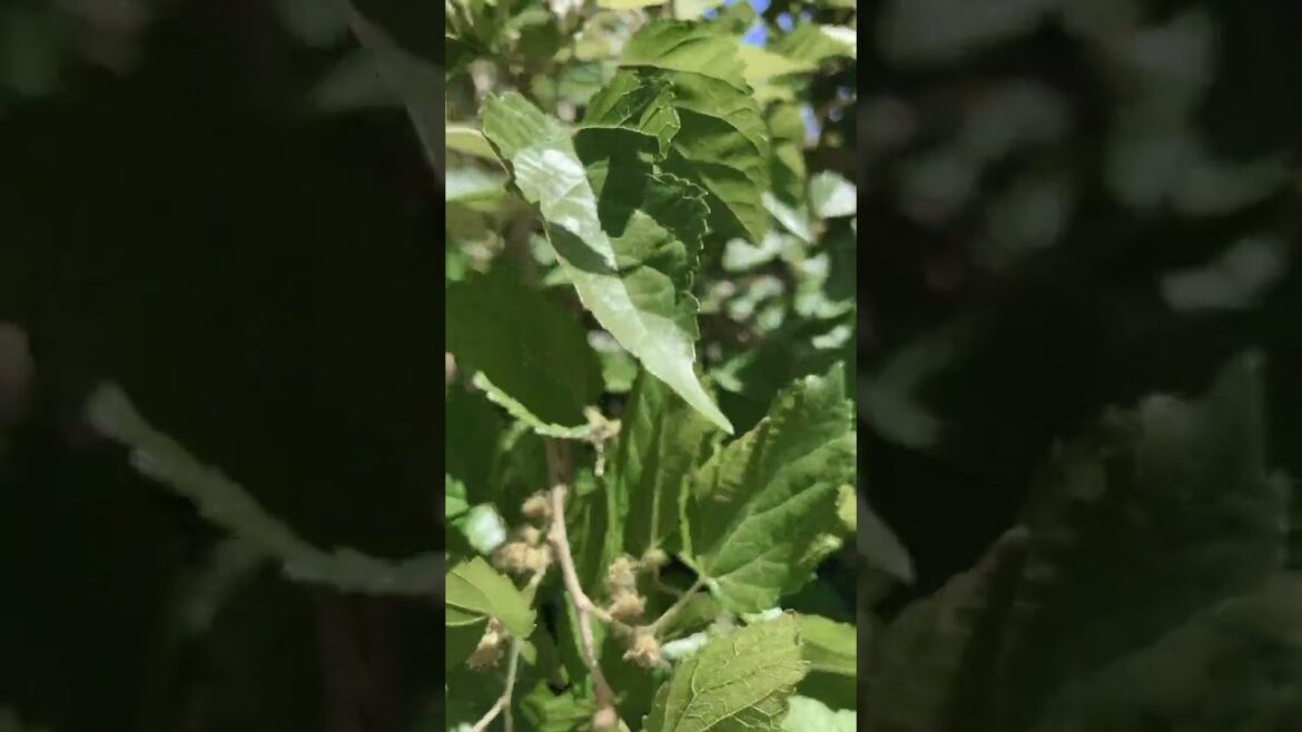 Comparing the Everbearing and Persian Mulberry Trees Comparing the Everbearing and Persian Mulberry Trees