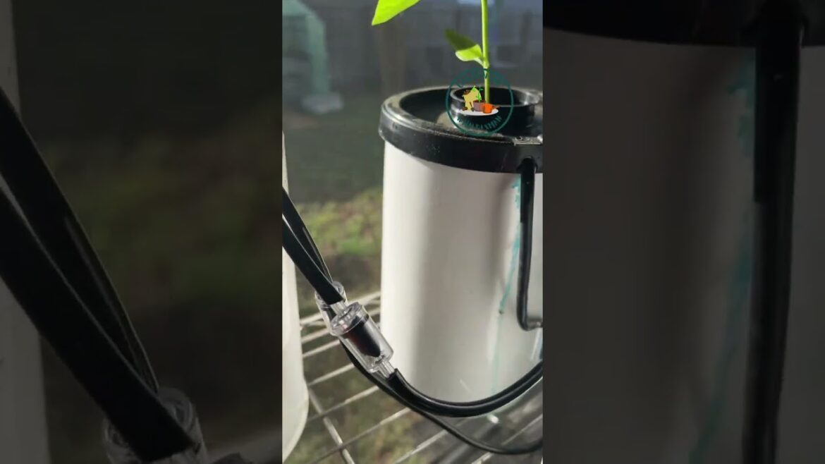 Our Pepper Hydro Planters @gardeningwithdaxman Our Pepper Hydro Planters @gardeningwithdaxman