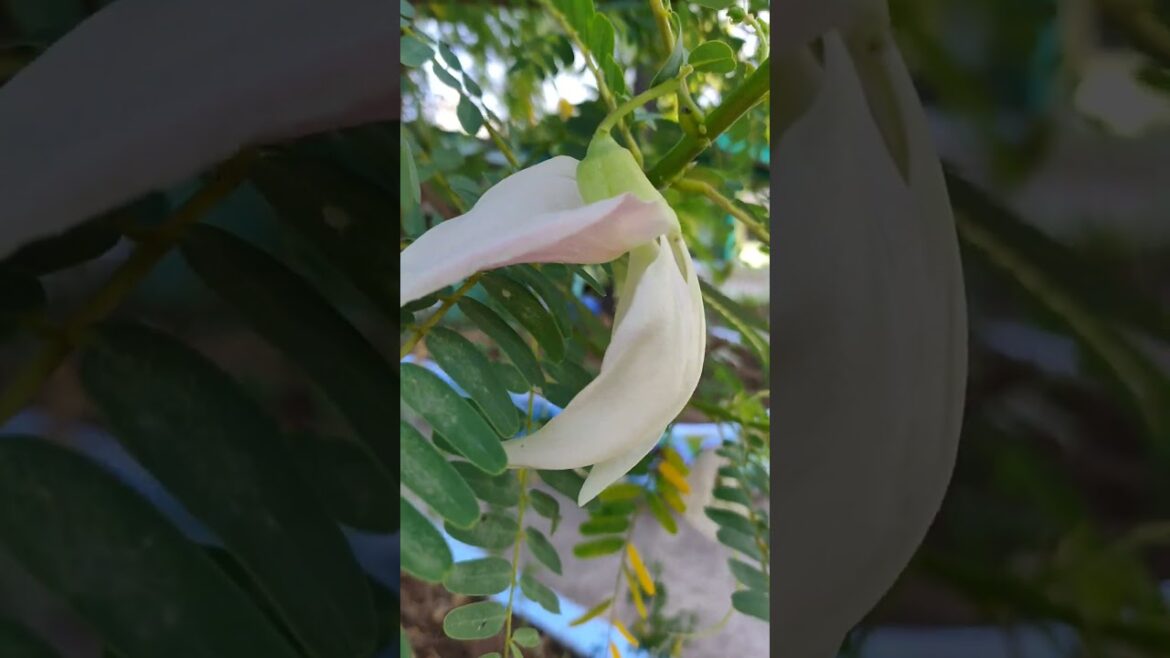 FLOWERS of Summer. Edible Katuray/Katurai. Vegetable hummingbird. π±ππΏ #youtubeshorts #flowers FLOWERS of Summer. Edible Katuray/Katurai. Vegetable hummingbird. π±ππΏ #youtubeshorts #flowers