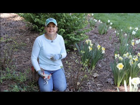 Using Clematis in a Fun, New Way | Gardening with Creekside Using Clematis in a Fun, New Way | Gardening with Creekside