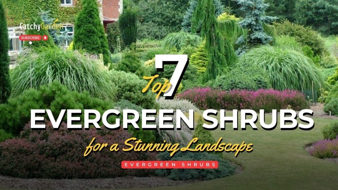 Discover the Top 7 Evergreen Shrubs for a Stunning Landscape 🌲🍃🌷 Discover the Top 7 Evergreen Shrubs for a Stunning Landscape 🌲🍃🌷