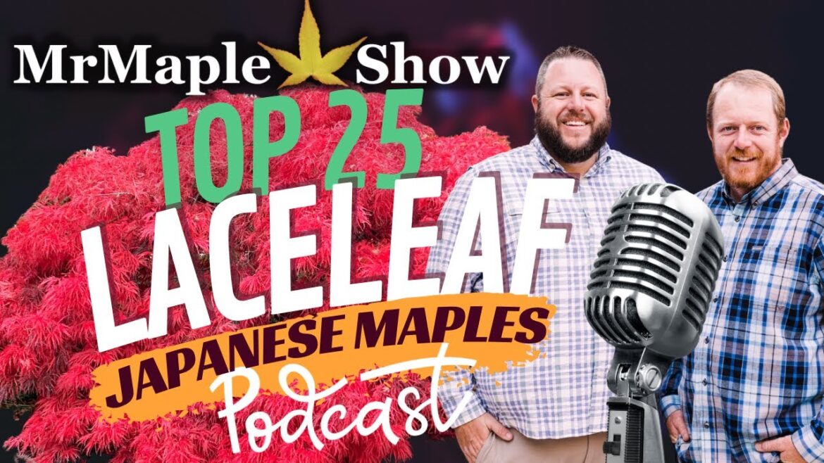 Top 25 Laceleaf Japanese Maples | MrMaple Podcast #28 | Home & Garden Design Ideas Top 25 Laceleaf Japanese Maples | MrMaple Podcast #28 | Home & Garden Design Ideas