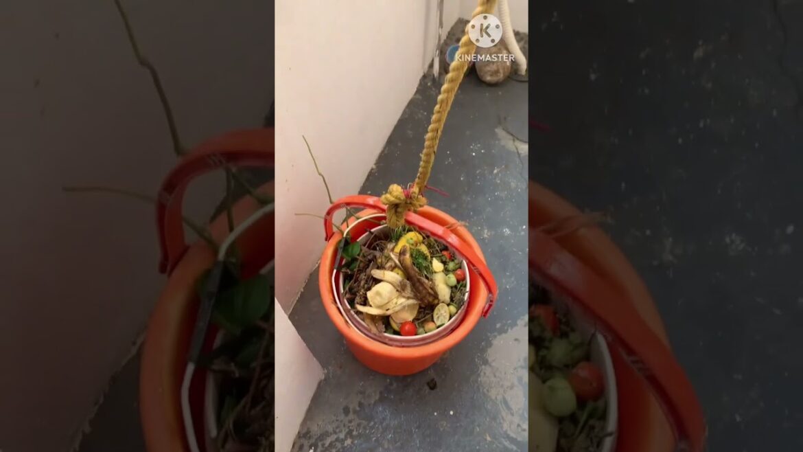 Terrace garden tips #shorts #garden #nature #manapantamanavantaandvlogs #ytshorts