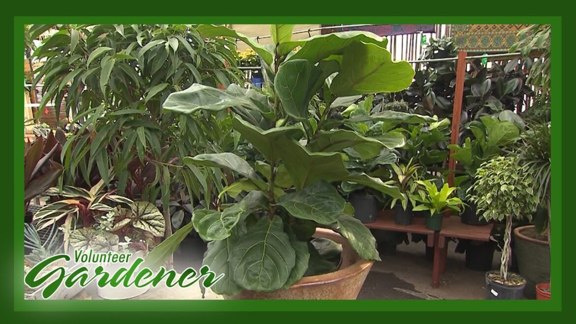 Indoor Plant Trends | Volunteer Gardener Indoor Plant Trends | Volunteer Gardener
