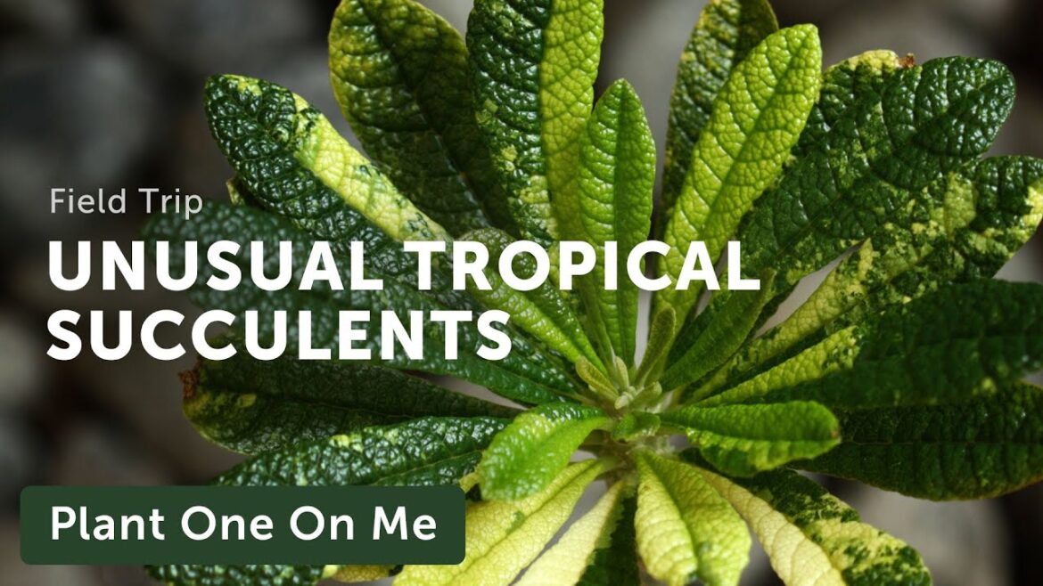 Unusual TROPICAL SUCCULENTS at Fairchild Tropical Botanic Garden — Ep. 313 Unusual TROPICAL SUCCULENTS at Fairchild Tropical Botanic Garden — Ep. 313