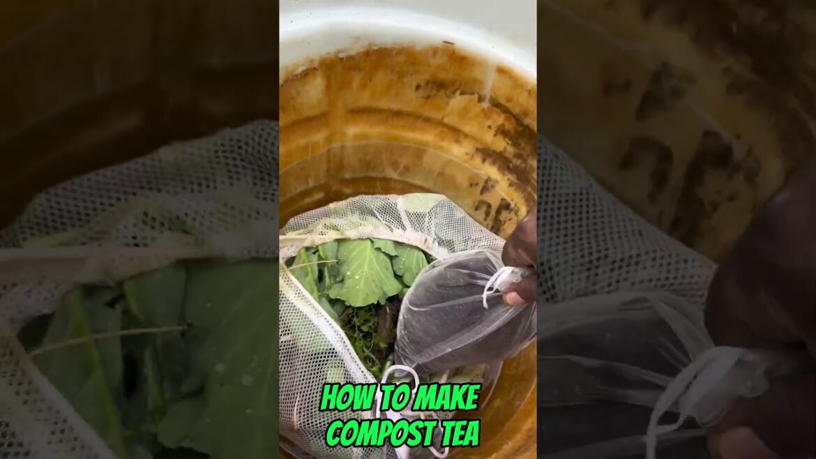 How to Make Compost Tea #organic #gardening #composttea How to Make Compost Tea #organic #gardening #composttea