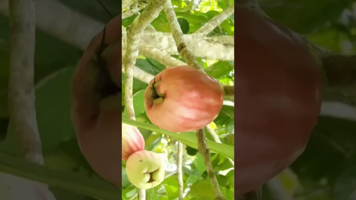 TROPICAL RARE FRUIT//BUAH TROPIKA YANG JARANG DITEMUI.#short TROPICAL RARE FRUIT//BUAH TROPIKA YANG JARANG DITEMUI.#short