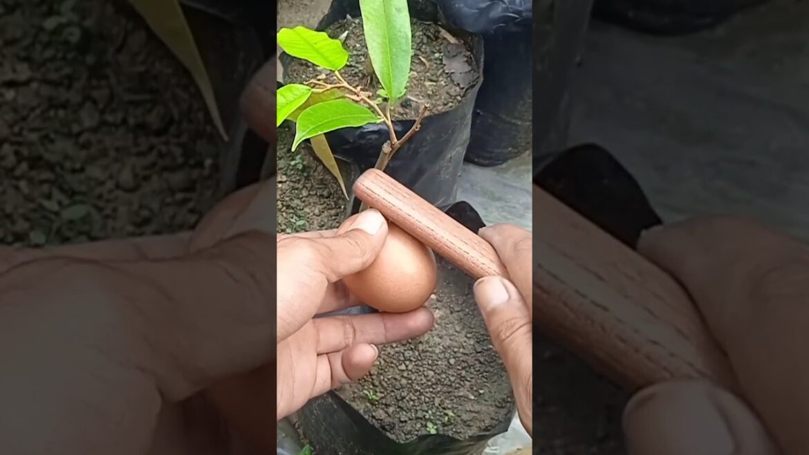 simple gardening tips & trick fertilizer #satisfying #gardening