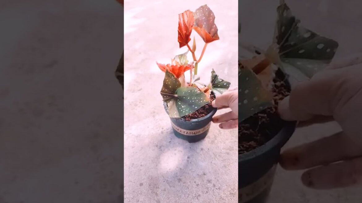 How do you grow Acalypha wilkesiana #plants #flowers #gardening #viral #shortsviral #shorts