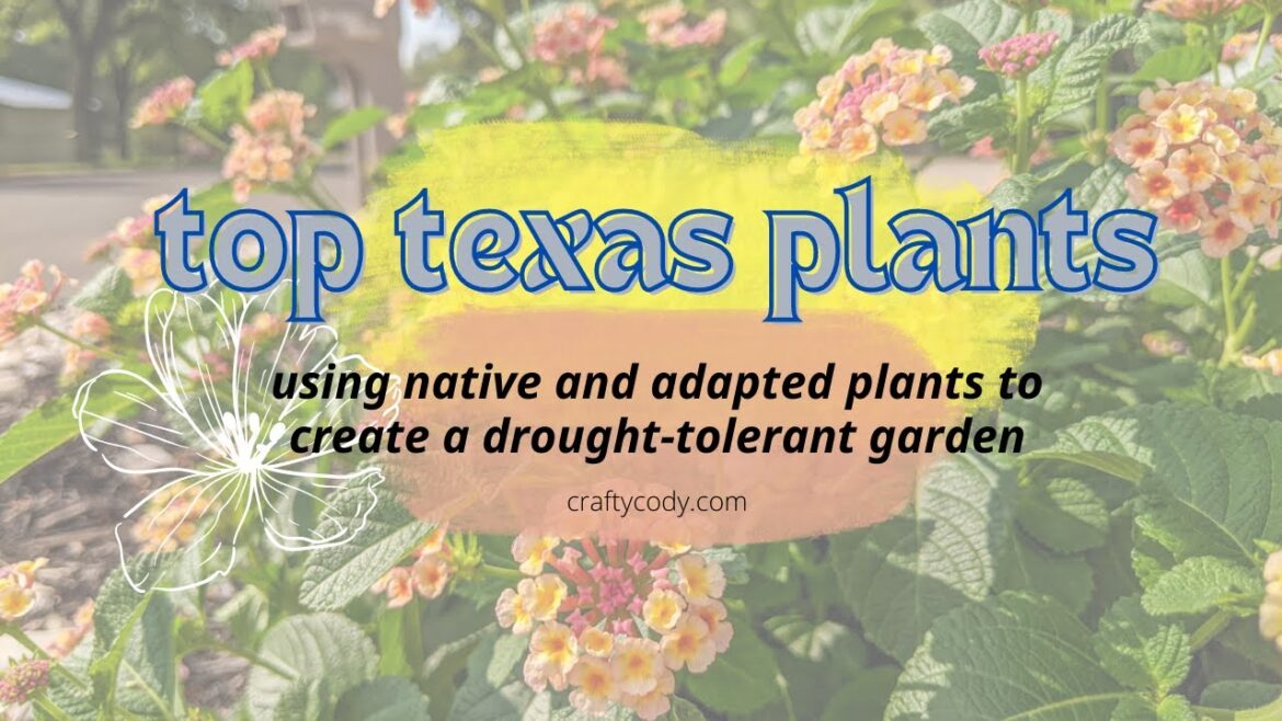 Top 5 Texas Plants for Drought-Tolerant Gardening | Cody’s Craft Corner Top 5 Texas Plants for Drought-Tolerant Gardening | Cody's Craft Corner