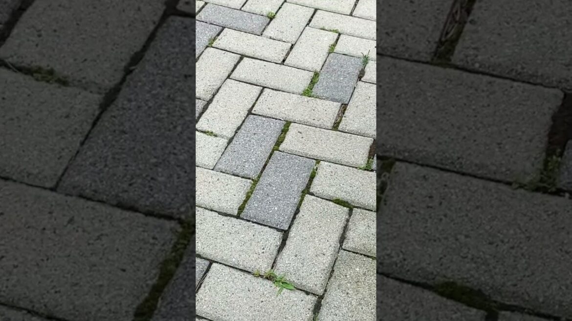 Never use chemicals again | Garden tips and tricks | Natural weed killer