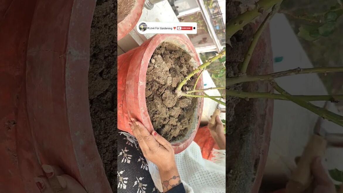 4 important tips for healthy rose plant #gardening #rosecare#shorts #youtubeshorts 4 important tips for healthy rose plant #gardening #rosecare#shorts #youtubeshorts