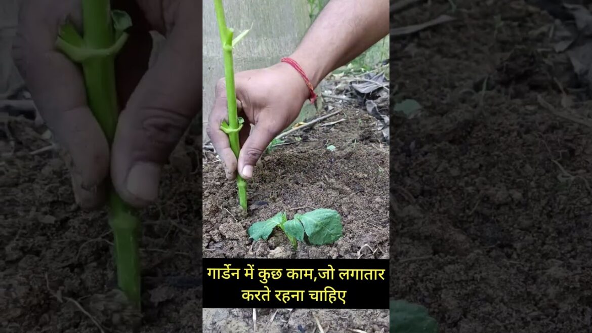 5 जरूरी काम जो गार्डेन में करते रहना चाहिए #aloksgardeningtips #gardening #plants #shorts #short