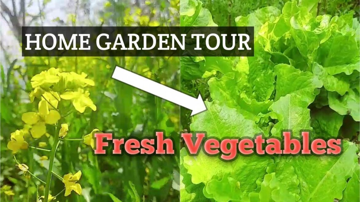 Vegetable home garden tour | Outdoor gardening | #gardentour #villagehomegardentour #kashmir