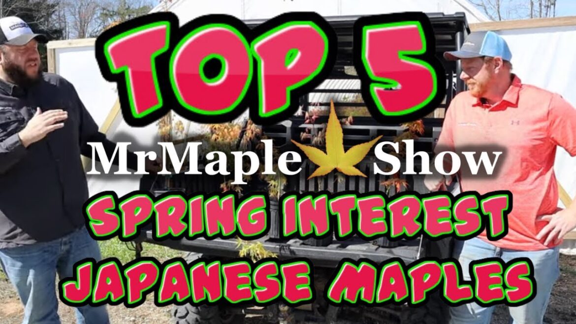 Top 5 Early Spring Interest Japanese Maples to Improve Your Backyard Decorum | Home & Garden