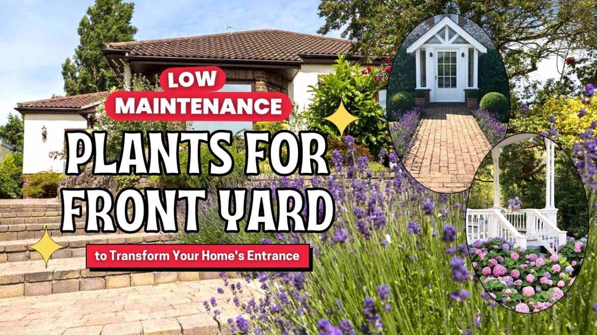 7+ Stunning Low Maintenance Plants to Transform Your Home's Entrance 🏡💚💕