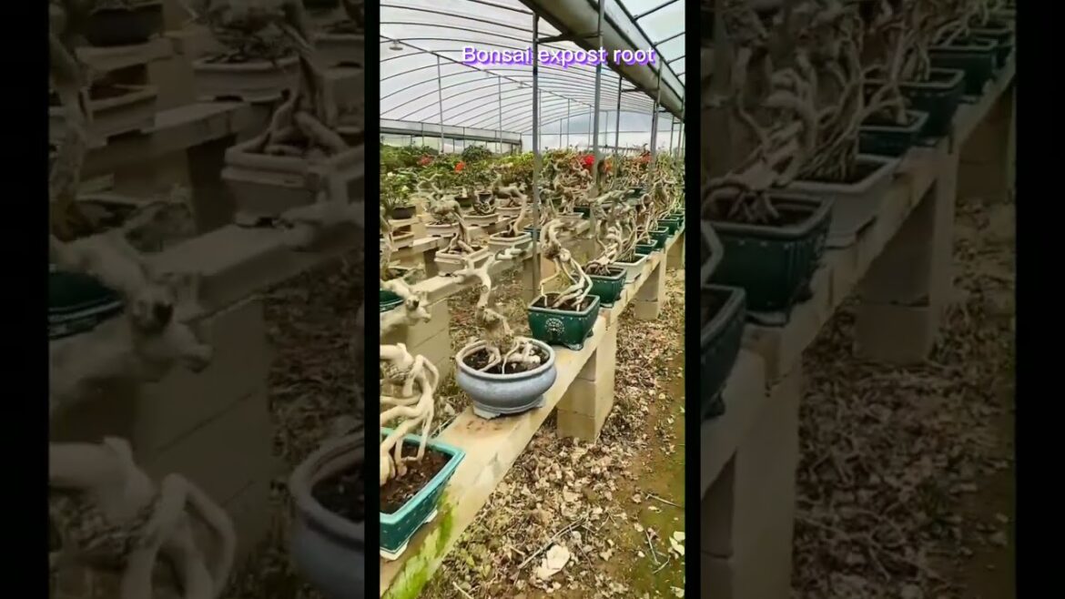 plants ideas,Expost Root Bonsai