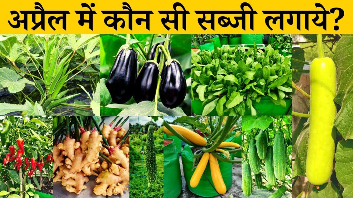 अप्रैल में कौन सी सब्जी लगाएं? April Me Konsi Sabji Lagaye | April Month Vegetable For Home Garden अप्रैल में कौन सी सब्जी लगाएं? April Me Konsi Sabji Lagaye | April Month Vegetable For Home Garden