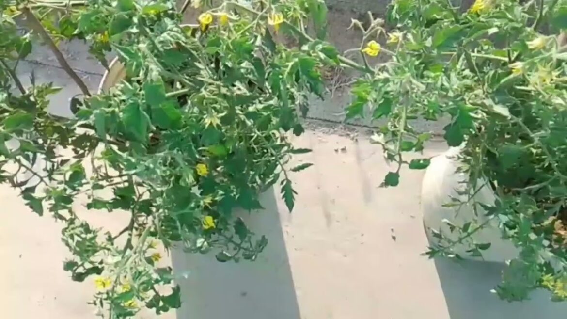 Vegetable Gardening in front of our house |  Gardening on terrace |