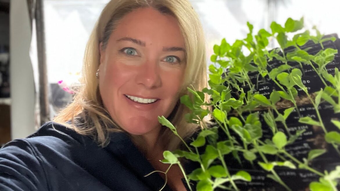 SEEDY THINGS: Sowing, potting up and checking on seedlings