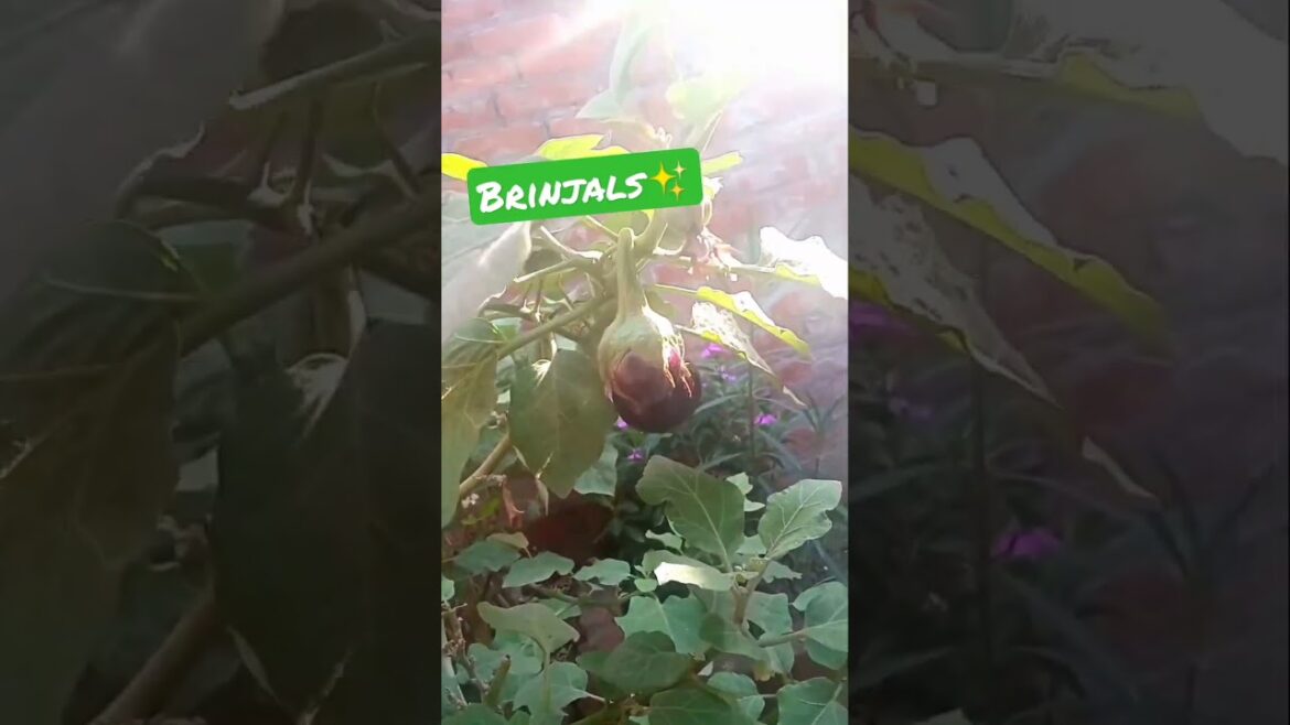 Uncovering the Secrets of the Brinjal Plant!