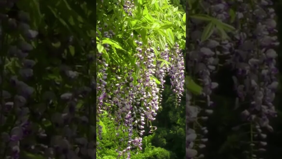 Japanese Wisteria for Japanese Gardens | 藤の花