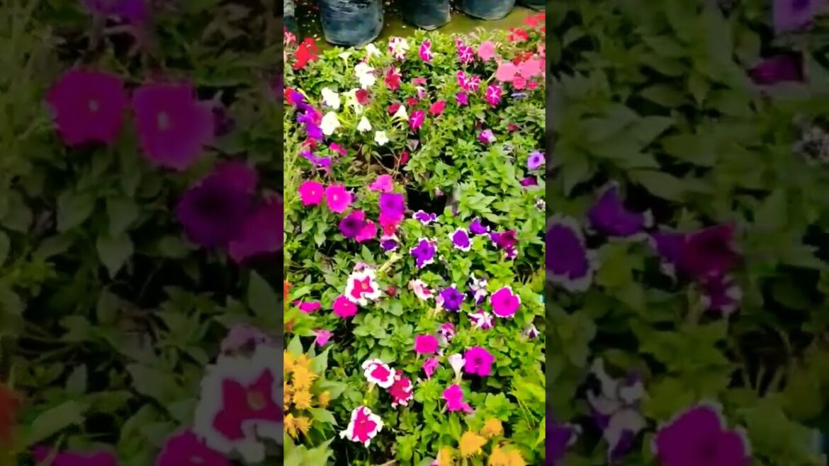 Flowers tree. Garden design ideas. Garden planning.#flowers #viral #shortsfeed #shorts #short . Flowers tree. Garden design ideas. Garden planning.#flowers #viral #shortsfeed #shorts #short .