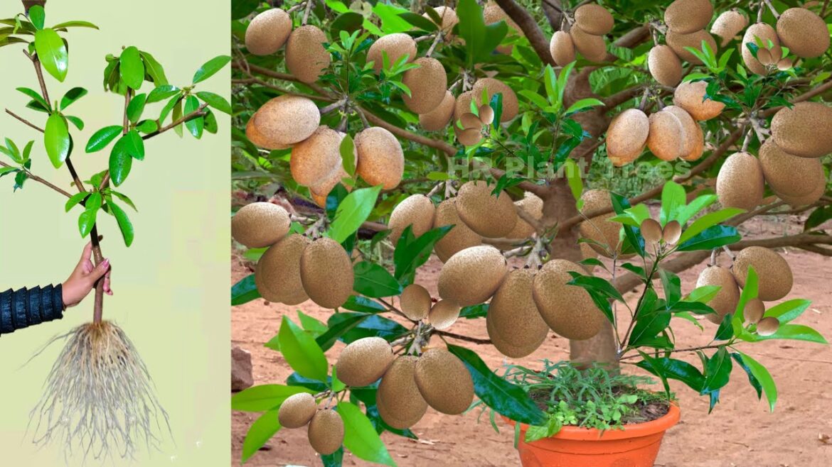 Best Skill Technique Growing Sapodilla Tree Fruit With Banana and Aloe Vera Best Skill Technique Growing Sapodilla Tree Fruit With Banana and Aloe Vera