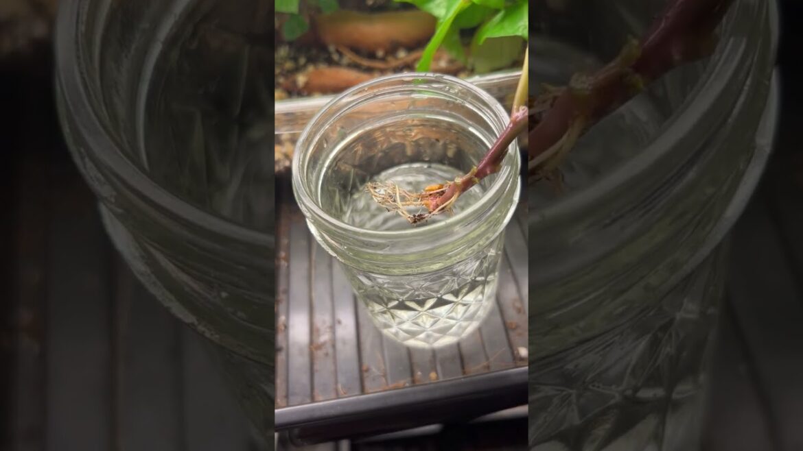 Growing Sweet Potato Slips