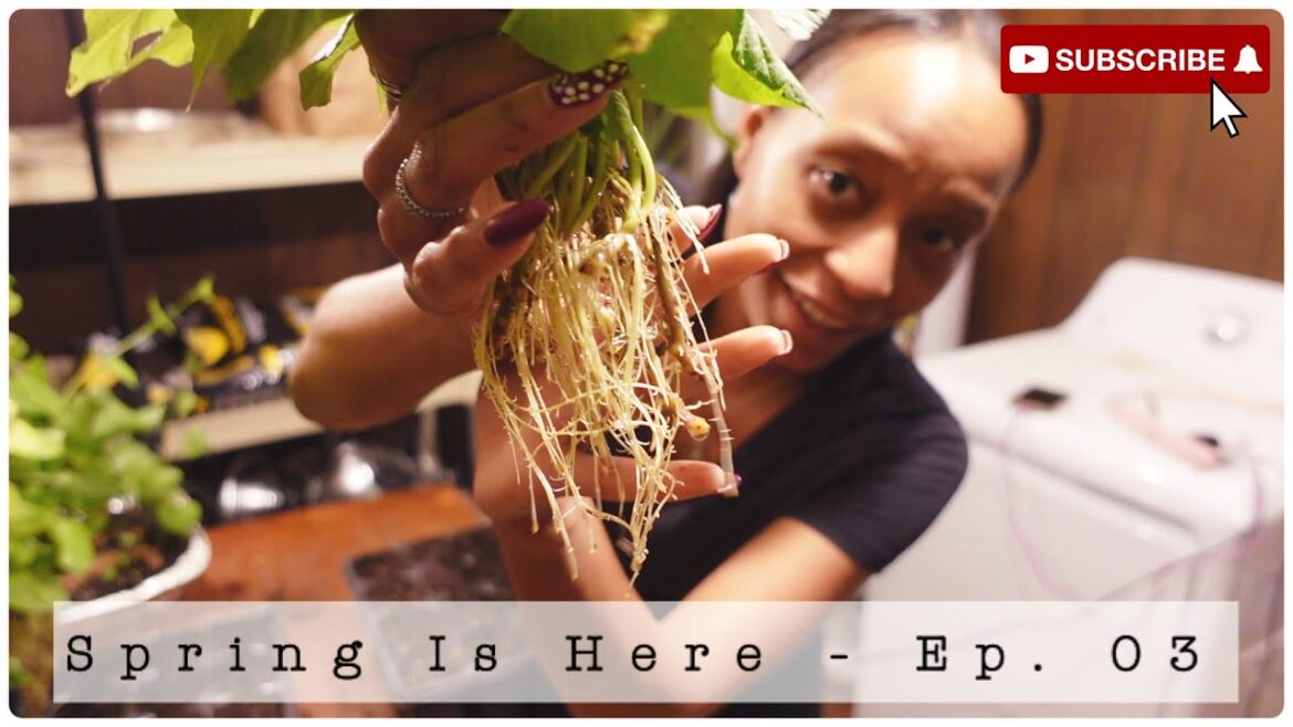 Spring Is Here - Ep 03 | Sweet Potato Slips | Update on Ginger and Both Hydroponic Growing Systems