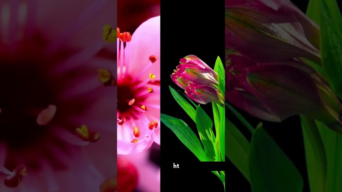 In this video, we will show you the top gardening tips to help you get the most out of your garden. In this video, we will show you the top gardening tips to help you get the most out of your garden.