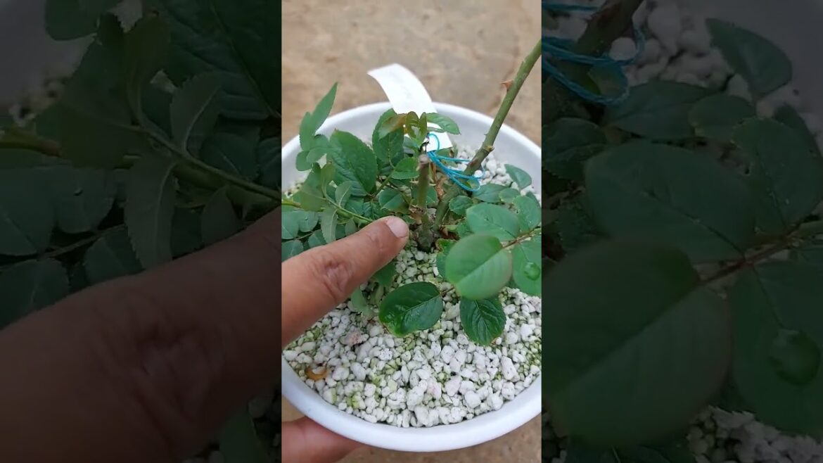 How to Remove Rose Suckers #rosecare #rose #gardening #containergardening