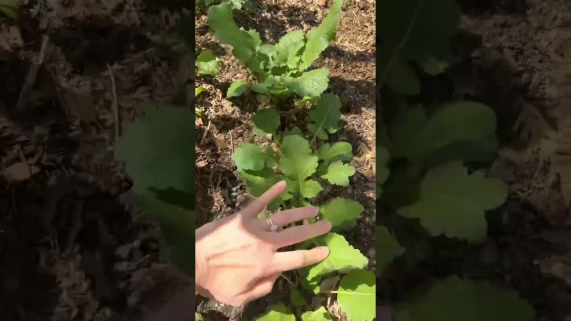 Home Garden Seedlings Sprouted – Beets and Turnips Gardening Update 🌱 Home Garden Seedlings Sprouted - Beets and Turnips Gardening Update 🌱