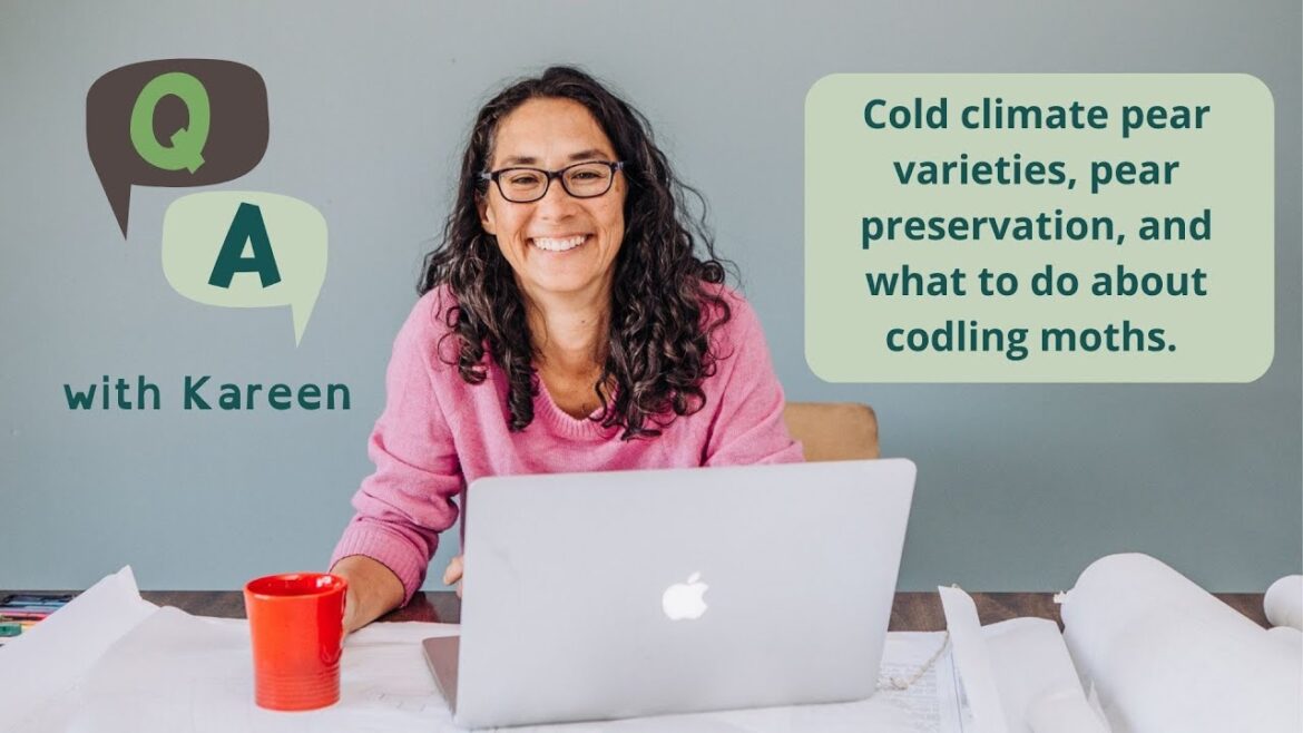 Cold climate pear tree varieties, pear preservation, and what to do about codling moths Cold climate pear tree varieties, pear preservation, and what to do about codling moths