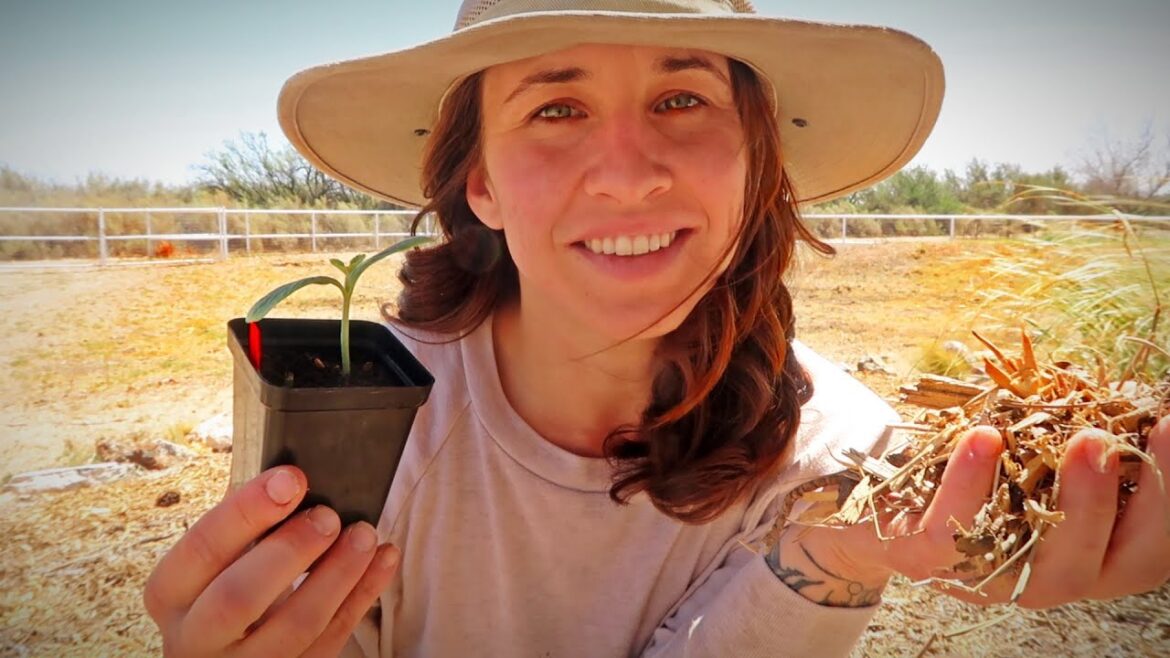 Growing Food EVERYWHERE on a Desert Homestead