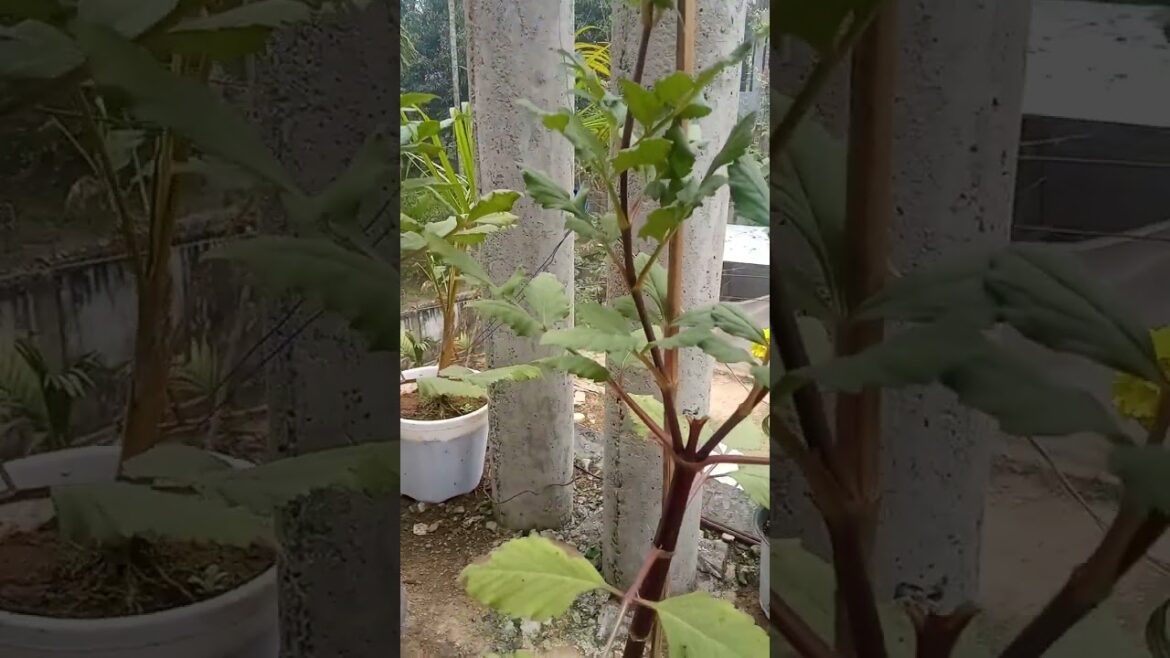 Dahlia flowers#gardening tips#shorts  https://youtube.com/@pampasutradhar448?si=EnSIkaIECMiOmarE