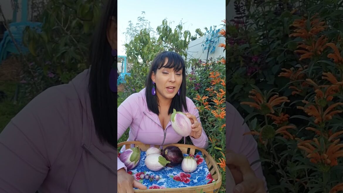 How to grow eggplant from seed to harvest #eggplant #gardening #harvest #perennial #homegarden #grow