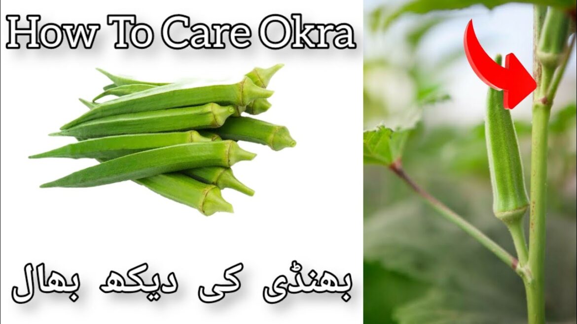 Growing Okra Lady Finger(bhindi) Easy Care Tips||The Fastest Way To Grow Okra Nobody Talks About