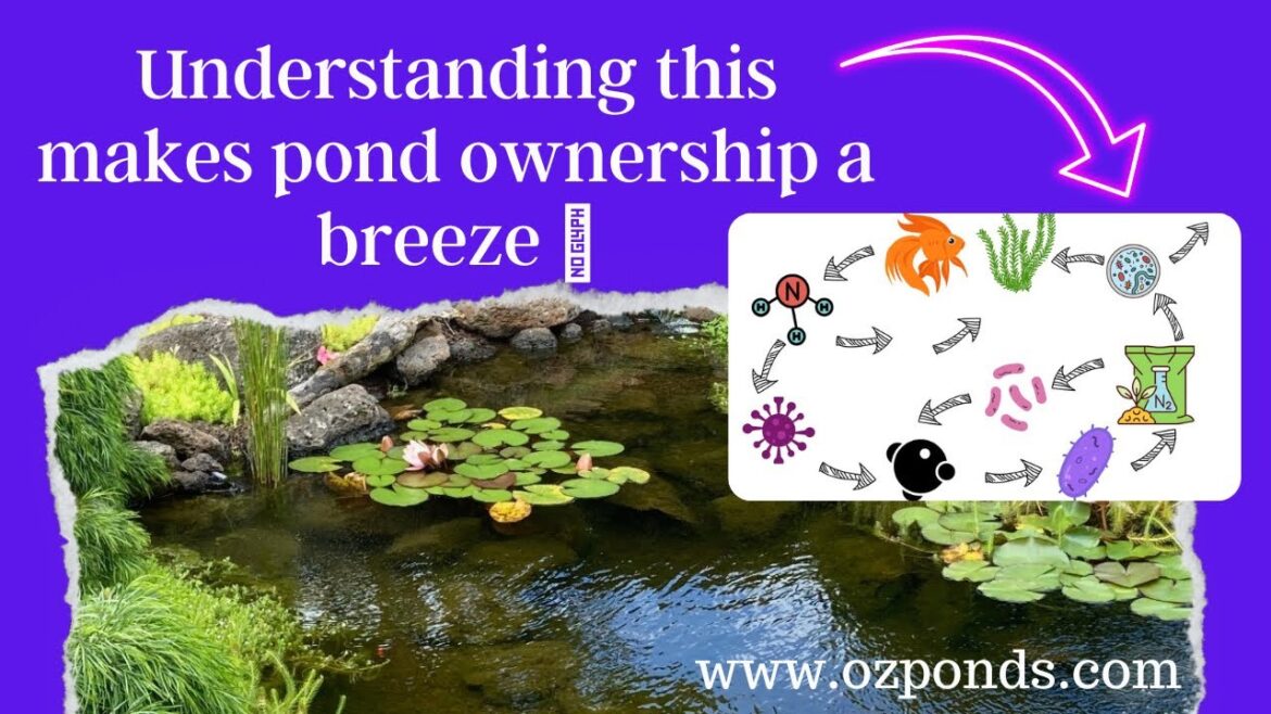 Pond biology in a backyard garden pond