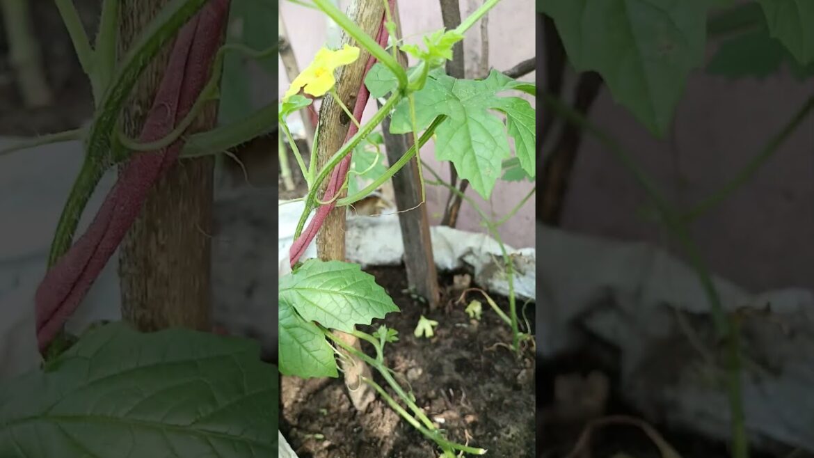 #vegetablegardening