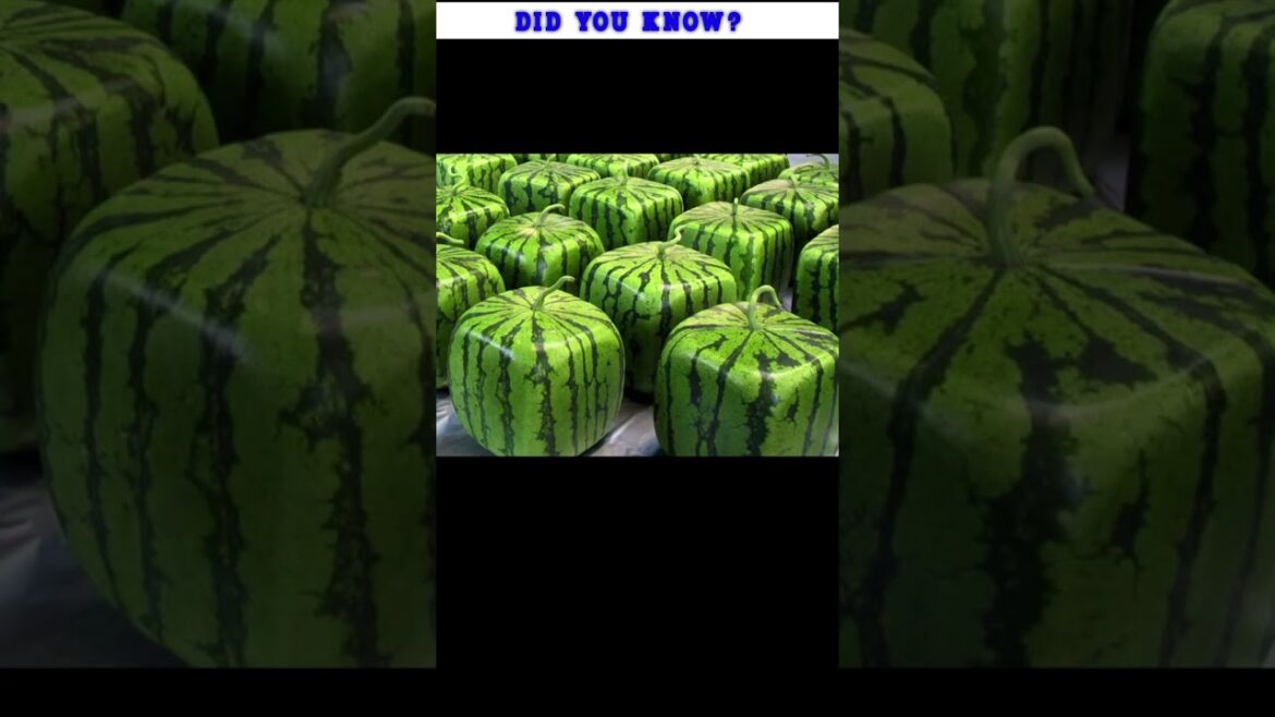 Square Shape Watermelon