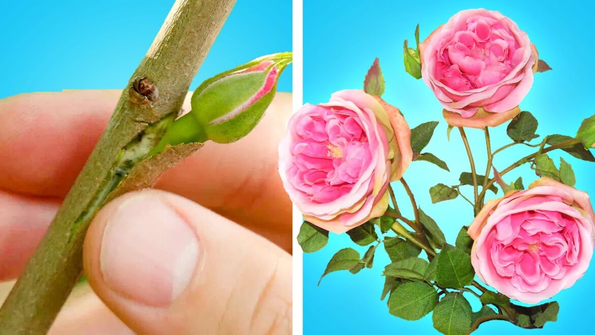 Transform Your Backyard: Garden Hacks That Will Save You Time and Money