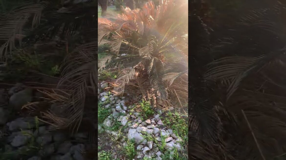 March 31st 2023 vegetable garden